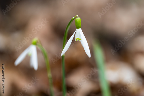 snowdrop first spring flower