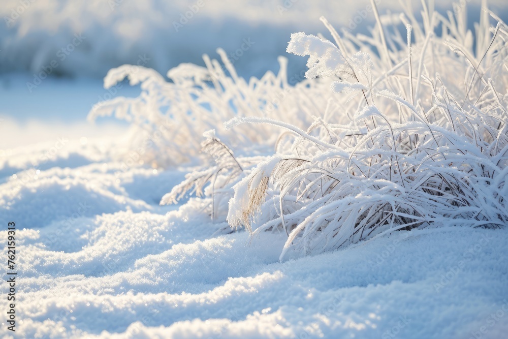 Winter background and winter morning. Frozen grass under the snow, snowflakes and sunlight, rays.