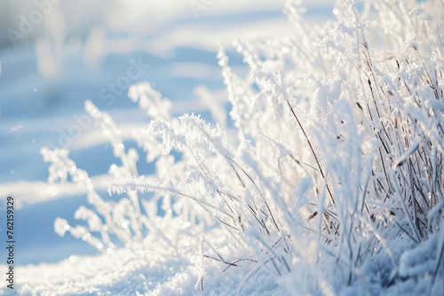 Winter background and winter morning. Frozen grass under the snow, snowflakes and sunlight, rays.