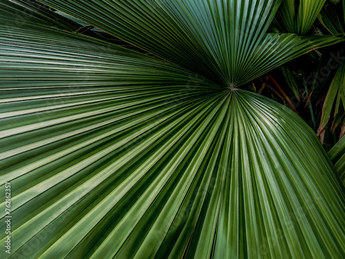 green palm tree leaf from above photo
