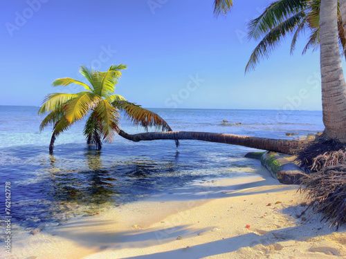 palm tree hanging over ocean on tropical beach photo