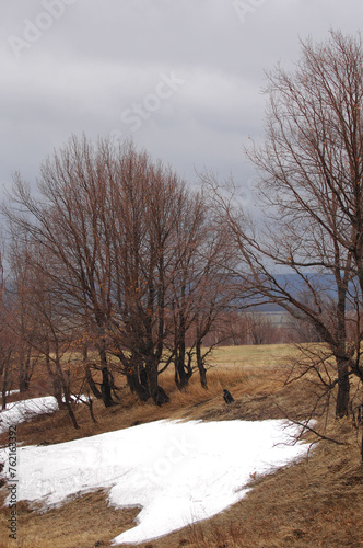 The yellow fields contrast with the remaining patches of white snow. The trees stand bare against a cold background. The landscape transitions from winter to spring, showing signs of new life emerging