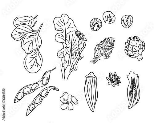 Sketchy drawings of green vegetables for healthy eating. Doodle contour vegetables on white background. Ideal for coloring pages, tattoo, pattern