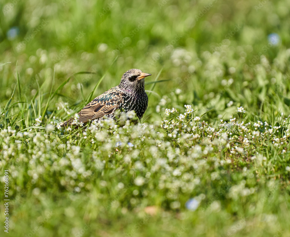 Fototapeta premium Starling trying to catch flies in the grass