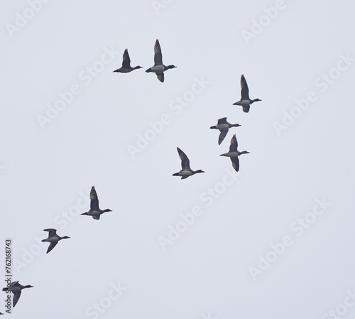 Wild ducks in flight