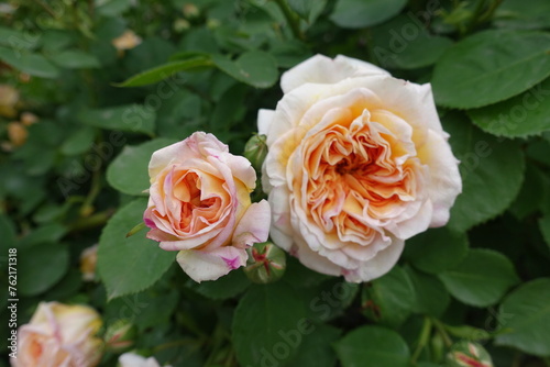 Fototapeta Naklejka Na Ścianę i Meble -  Peach colored flowers of two roses in mid May