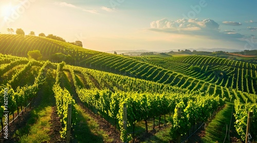 A sun-drenched vineyard with rows of grapevines stretching across sloping hillsides