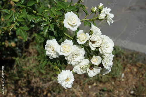 Bunch of white flowers of roses in mid July