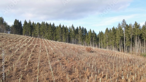 New trees planting field with reforestation process in rural area. Aerial