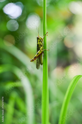 Green grasshoppers perched on leaves. Valanga nigricornis photo