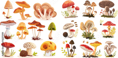 Poisonous and edible mushroom, chanterelle, cep, amanita and truffle isolated vector illustration set