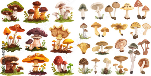 Forest wild mushrooms types. Organic porcini and chanterelle, poisonous fungus