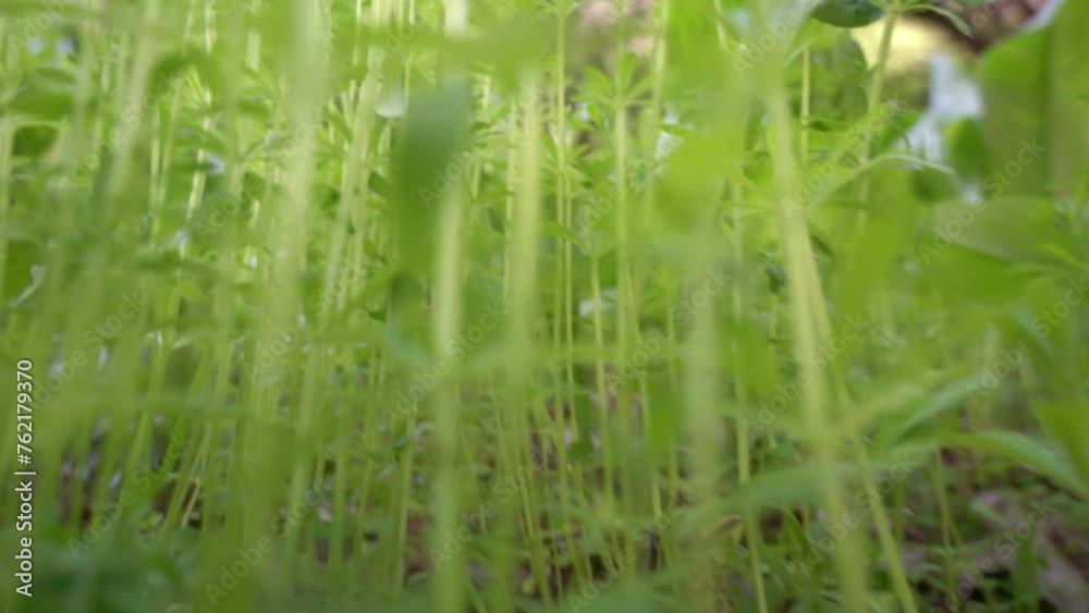 A close-up view of fresh green seedlings growing in a natural environment. Perfect for themes related to nature, ecology, sustainability, and organic farming. A close-up view of fresh green seedlings growing in a natural environment. Perfect for themes related to nature, ecology, sustainability, and organic farming.