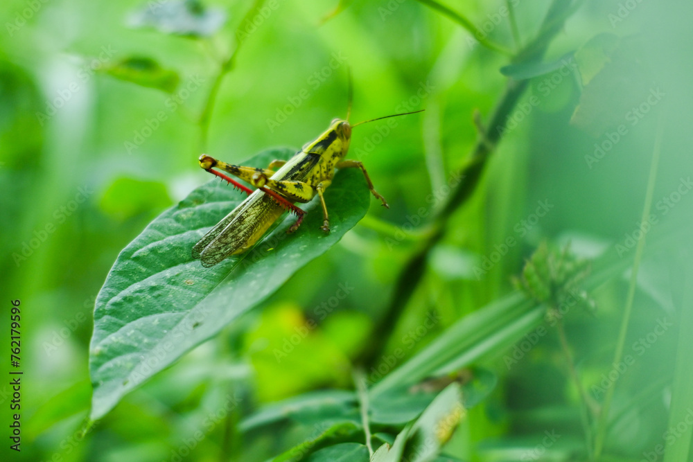 Green grasshoppers perched on leaves. Valanga nigricornis Green grasshoppers perched on leaves. Valanga nigricornis