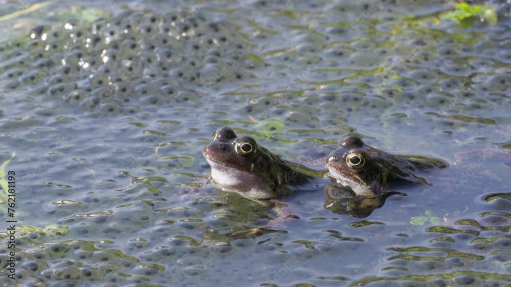 Two frogs sitting together in a pond between their spawn. Rana temporaria, the frogs are also known as the European common frog or European grass frog. Steady shot. Two frogs sitting together in a pond between their spawn. Rana temporaria, the frogs are also known as the European common frog or European grass frog. Steady shot.