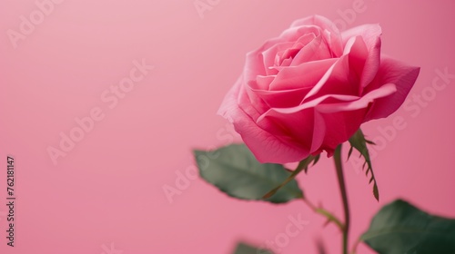 Pink Rose flower on minimalist pink background. Delicate petals  thorns  powerful symbol of beauty  enduring love and resilience. Mother s Day  Valentine s Day and wedding concept 