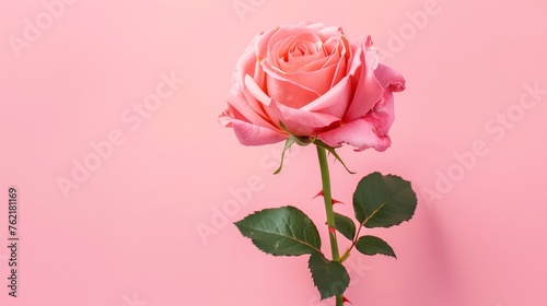 Pink Rose flower on minimalist pink background. Delicate petals, thorns, powerful symbol of beauty, enduring love and resilience. Mother's Day, Valentine's Day and wedding concept 