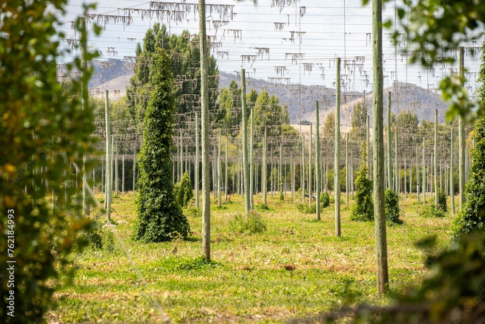 hops crop growing in a field on a farm in australia. beer hops plant harvest for brewing. vines growing up wire cable trellis for fruit and flower growth hops crop growing in a field on a farm in australia. beer hops plant harvest for brewing. vines growing up wire cable trellis for fruit and flower growth