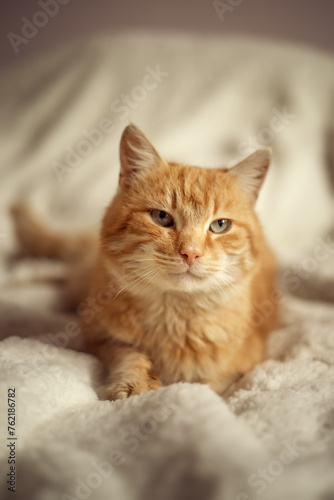 A photo of a red cat on the bed.