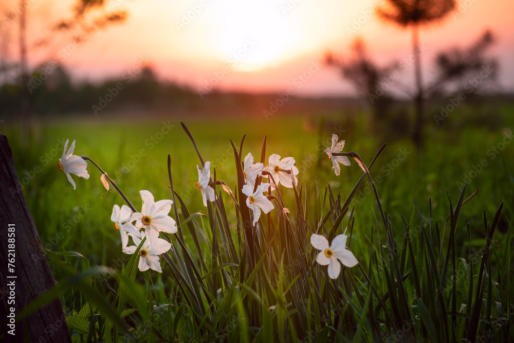 daffodil flowers in a field in the sunset light.
