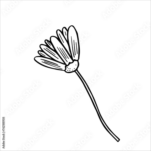 Cosmetic scarlet oil, massage oil, serum drops, tonic. Chamomile plant. Chamomile flower extracts. Vector graphics. Natural cosmetics, plant extracts, gua sha massage, facial rejuvenation.