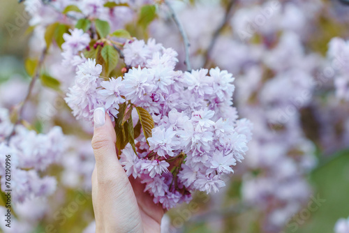 Hand of woman in spring garden holding bunch of blooming pink Japanese cherry Prunus Kanzan photo