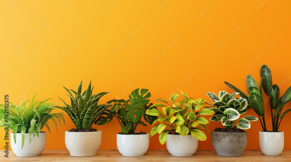 Of houseplants in pots on orange wall background. Houseplant Appreciation Day. 