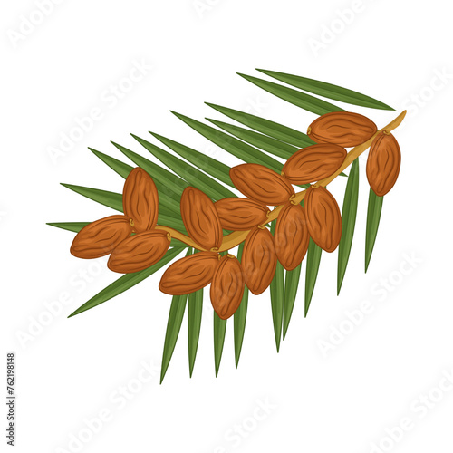 Illustration of Kurma 