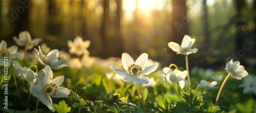 Beautiful close-up of white anemone flowers in the springtime 
