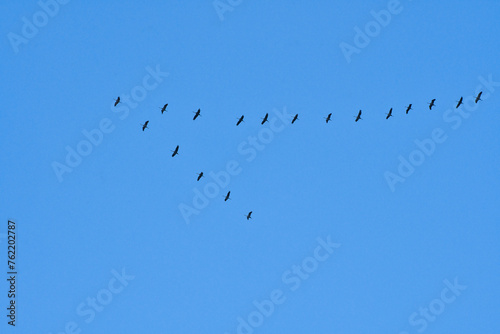 Cranes fly in V formation in the sky. Migratory birds on the Darss. Bird