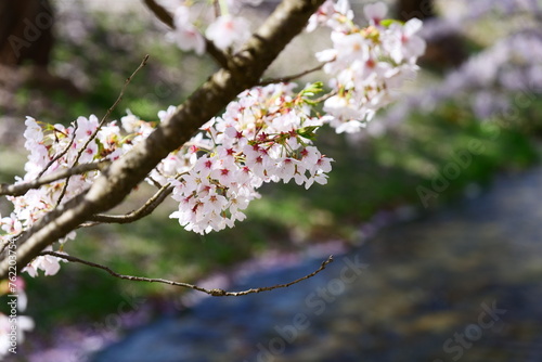 観音寺川の桜並木。猪苗代、福島、日本。4月下旬。