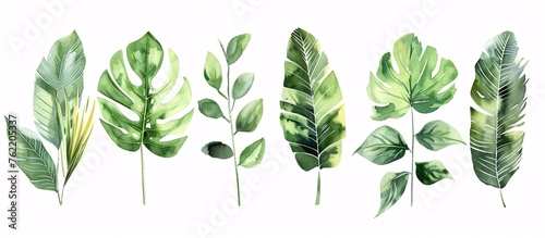 watercolour illustration of tropical leaves in various shapes and sizes