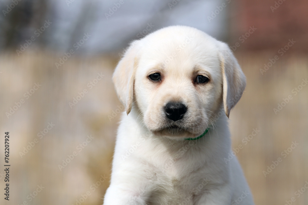 yellow labrador retriever in summer close up