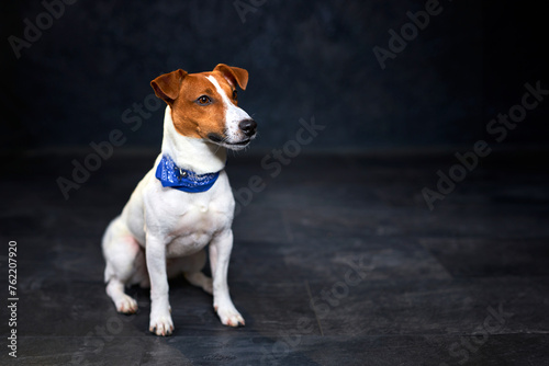 Cute Jack Russell dog dressed in a cowboy blue tie sitting on a black background