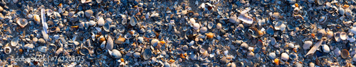 Panoramic beach background pattern with hundreds of colorful sea shells lying on the sand at low tide. Mussels, fragments of shells and sand in natural reserve and national park “Wattenmeer“ Germany. photo