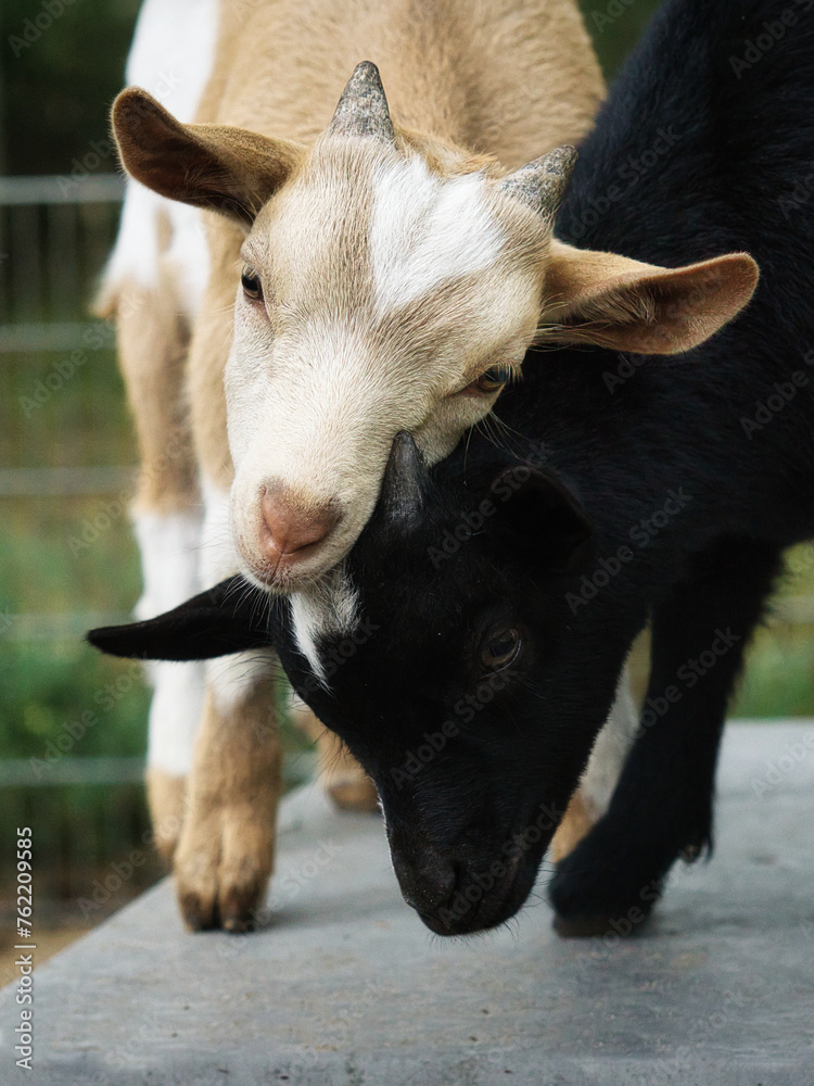 Fototapeta premium Goats playing with each other. Funny animal photo. Farm animal on the farm. Animal