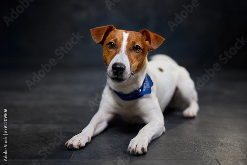 Cute Jack Russell dog dressed in a cowboy blue tie lying on a black background