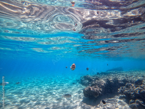 Rhinecanthus assasi fish or Picasso trigger fish on his coral reef in the Red Sea, Egypt. photo