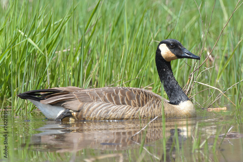 country goose swimming in pond