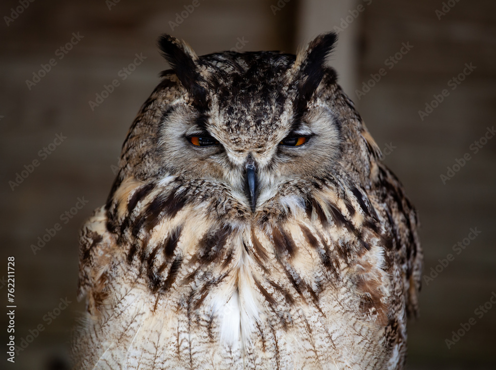 great horned owl great horned owl