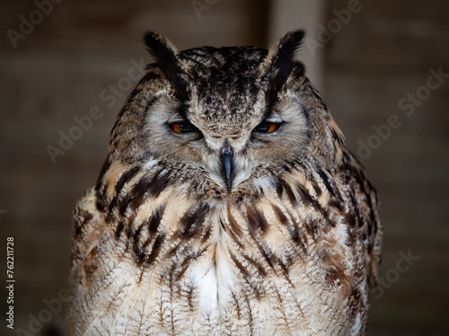 great horned owl 
