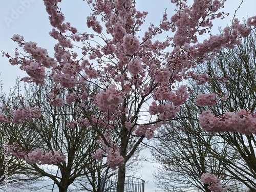 cherry blossom © FARYAL