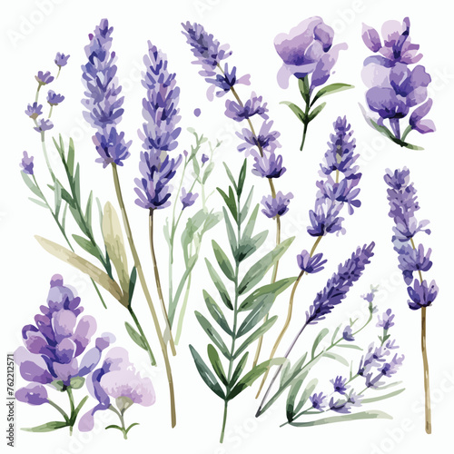 Lavender Clipart watercolor clipart isolated on white