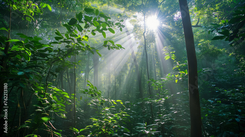 Sunlight streaming through lush green forest canopy © thodonal