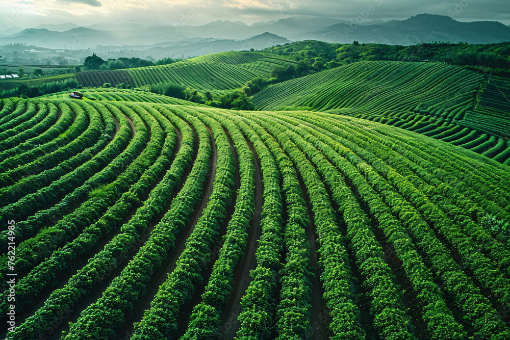 Tea Plantation in the morning,