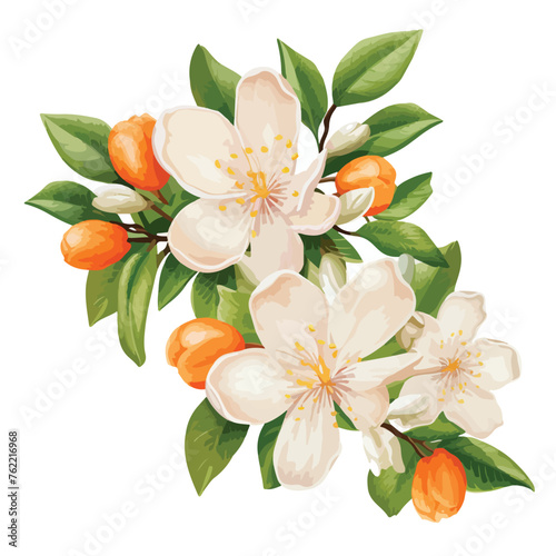 Orange Blossom Clipart clipart isolated on white background photo