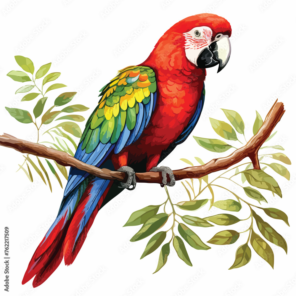 Parrot Clipart clipart isolated on white background 