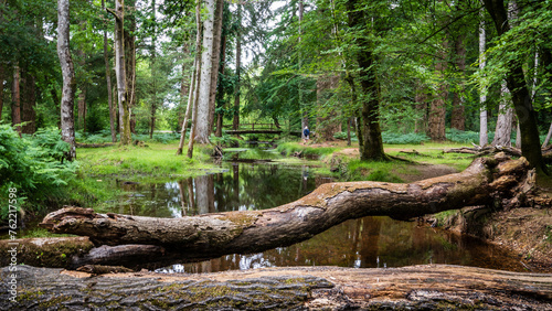 A fallen tree across a shallow river in The New Forest, England