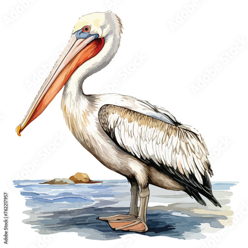 Pelican Watercolor Clipart clipart isolated on white background 