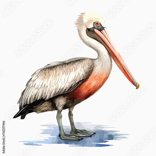 Pelican Watercolor Clipart clipart isolated on white background 